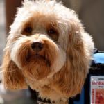 service-dog-1633976__180